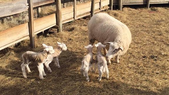 Una oveja en Los Cos pare cuatro corderos