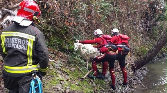 Momento en el que los bomberos sacan a la oveja del agua.