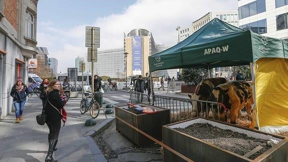 Varias personas observan un recinto con vacas colocado en el exterior del lugar de reunión de los ministros de Agricultura de la UE. 