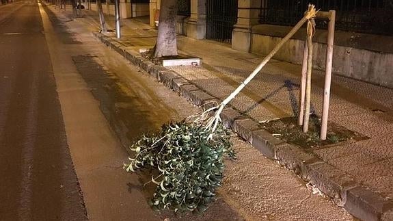 Uno de los árboles que ha aparecido destrozado esta semana en Castro.
