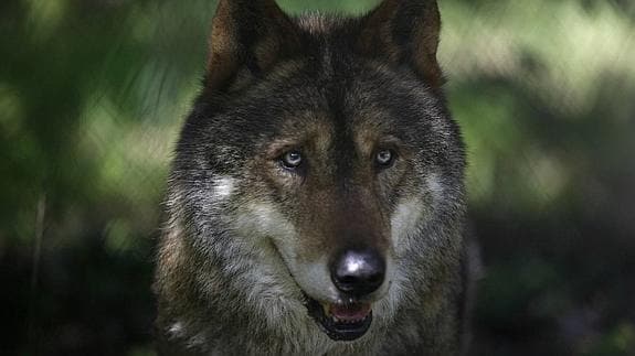 El Gobierno asegura que los últimos ataques de lobos son habituales en esta  época del año | El Diario Montañes