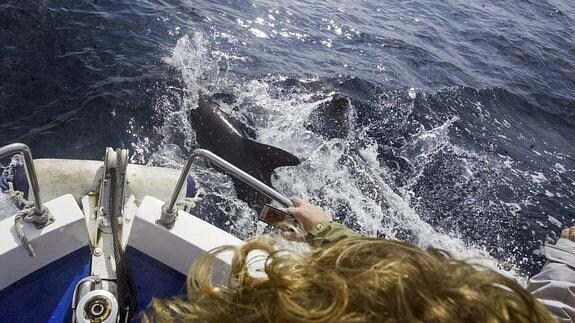 El turismo marinero o las salidas para avistar especies son actividades que se desarrollan en muchos puntos de la costa.