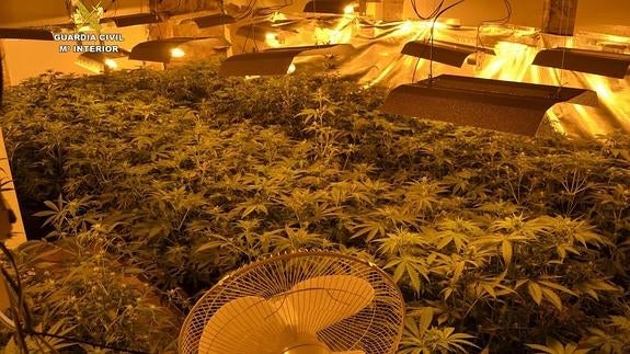 Vista de una de las estancias de esta casa, llena totalmente de plantas de marihuana.