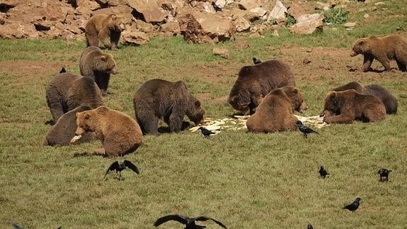 Osos en su recinto de Cabárceno.