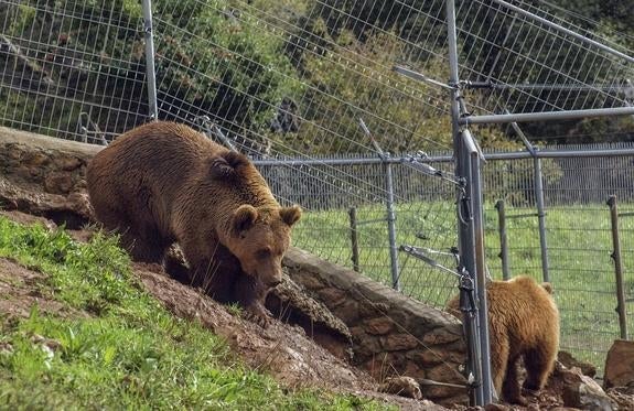 Un sistema de vallas eléctricas rodea el recinto de los osos, de 35 hectáreas, en el parque de Cabárceno