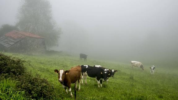 Cantabria recibirá 1,59 millones para desarrollo rural y ganadería