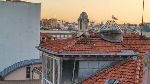 Santander retira 137 nidos de gaviotas y 343 huevos