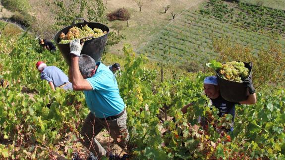 Vendimia en Liébana