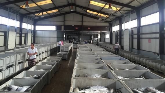 La lonja colindresa se quedó pequeña para guarecer todo el pescado que llegó.