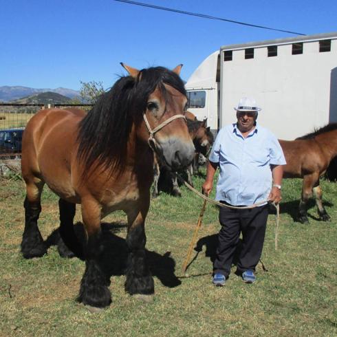 Llamó la atención este caballo percherón, de Vitoria.