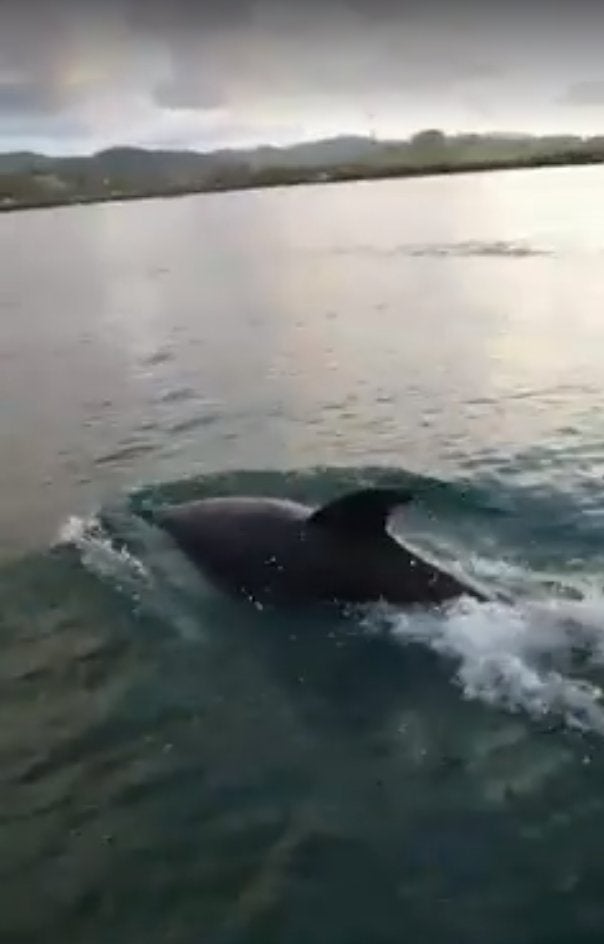 Los delfines acompañaron a algunas embarcaciones durante su recorrido.