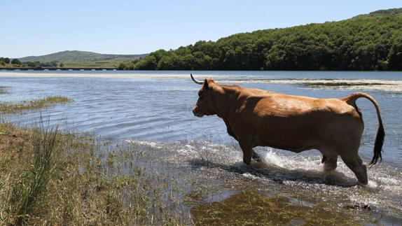Una vaca corretea por el pantano en la zona de Horna de Ebro el pasado mes de junio.
