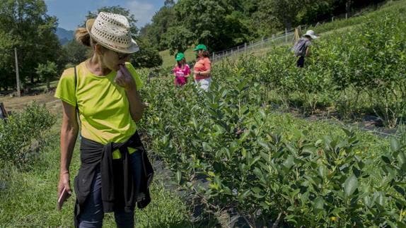 La avispa asiática ha acabado con la cuarta parte de la producción de arándanos de la granja de Totero.