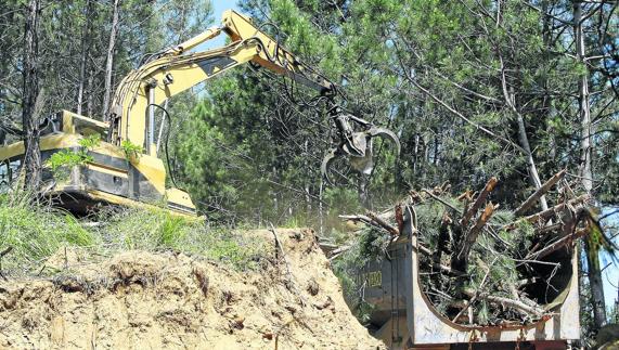 Los trabajos de construcción del campo de golf se iniciaron con una tala de árboles, denunciada por el Ayuntamiento.