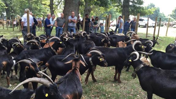 Exposición de ganado en el Día de Soba en el Monte de San Pedro, en Quintana de Soba