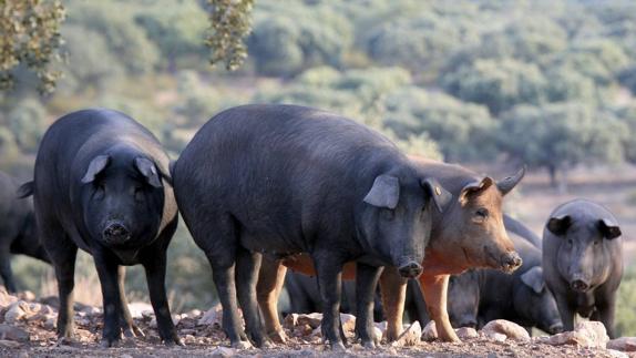 Un grupo de cerdos ibéricos, en la dehesa salmantina