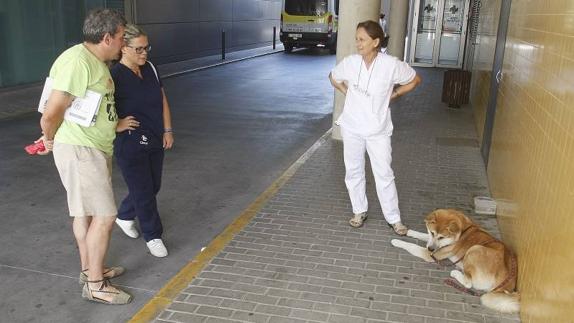 La perra Maya permanece a las puertas de urgencias del hospital de Elda desde que su dueña fue ingresada hace unos días por una apendicitis. El padre de la niña, Manuel Iniesta (i) agradece el trato que han recibido ellos y el animal por el personal del centro hospitalario. 