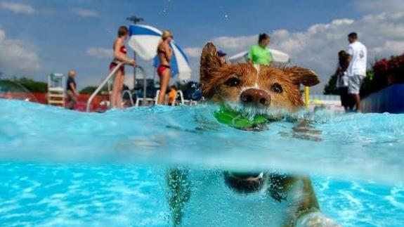 El PP, sorprendido por el uso de la piscina para que se bañen los dueños y sus mascotas