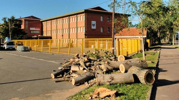 El Ayuntamiento ya tuvo que talar varios chopos enfermos el pasado año junto al instituto de Astillero.