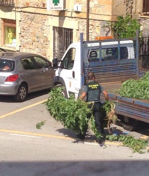 Un guardia saca las plantas de marihuana de la camioneta una vez trasladadas hasta el cuartel de Bádames.