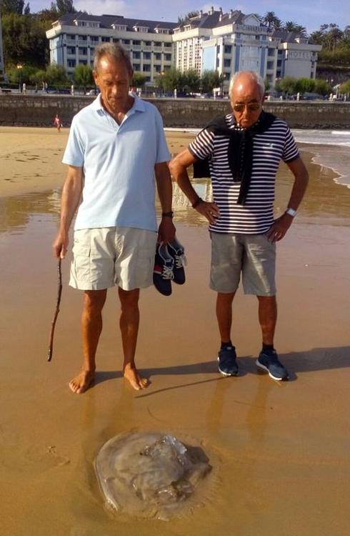 Estos dos hombres se encontraron con una gran medusa en la Segunda Playa de El Sardinero.