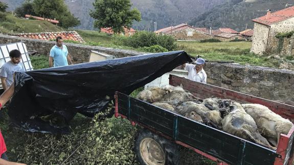 Las 16 ovejas muertas en Sarceda (Tudanca) por el ataque de lobos fueron retiradas para ser incineradas. 