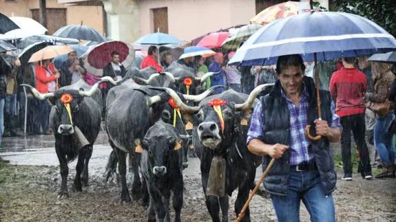 El ganado tudanco no se lucirá este año por las calles de Cabezón de la Sal. 