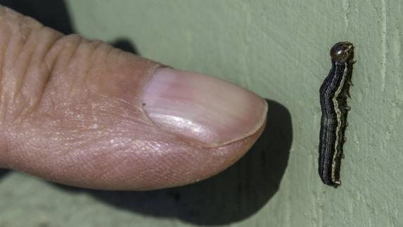 Orugas encontradas en Cantabria.