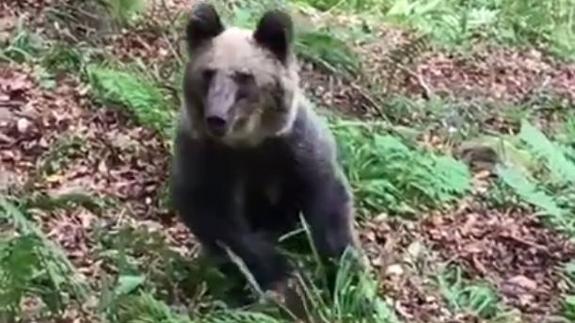 Un oso joven sale corriendo nada más ver a un hombre en los montes de Cosgaya, vídeo grabado por un cazador en Camaleño.