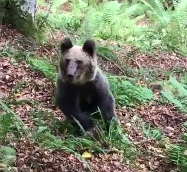 Oso grabado por un cazador en Cosgaya.