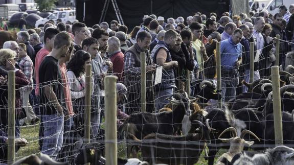 Las cabras fueron protagonistas, un año más, en la feria de San Lucas.