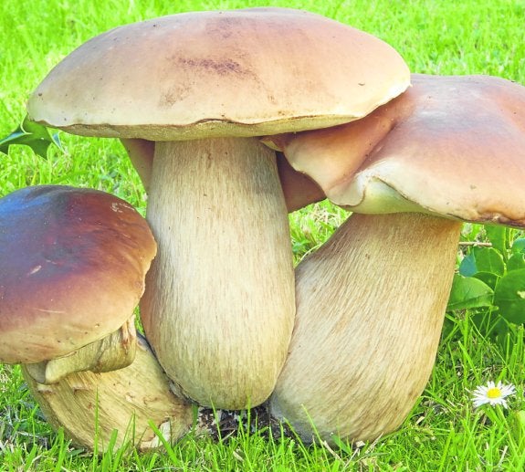 Del Valle de Toranzo.