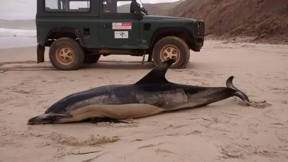 El cuerpo sin vida del delfín sigue en la playa de Merón