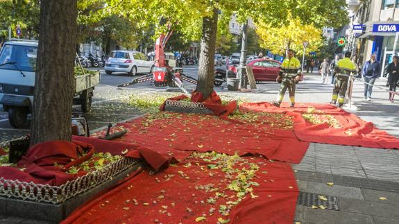 Para evitar que se les escape uno solo de los frutos, los operarios despliegan amplias alfombras en las que recogerlos al caer