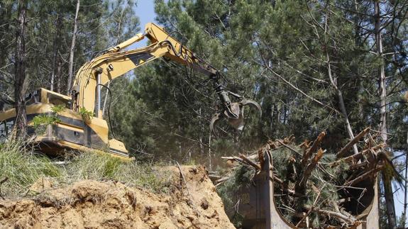 Tala de árboles que se realizó como paso previo a la construcción del campo de golf. 