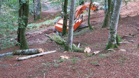 Imagen de una de las máquinas junto a varios árboles cortados.