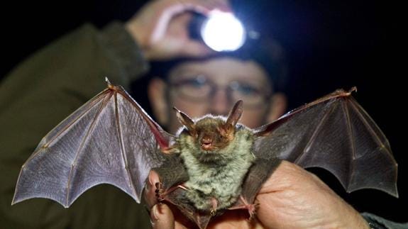 El Gobierno adjudicará el mapa de murciélagos a la consultora Ambium