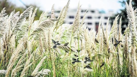 Los plumeros han colonizado parte de las zonas urbanas y periurbanas de la costa. 