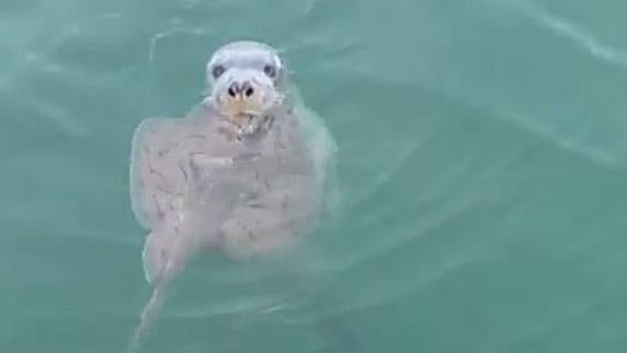 La foca gris de la bahía