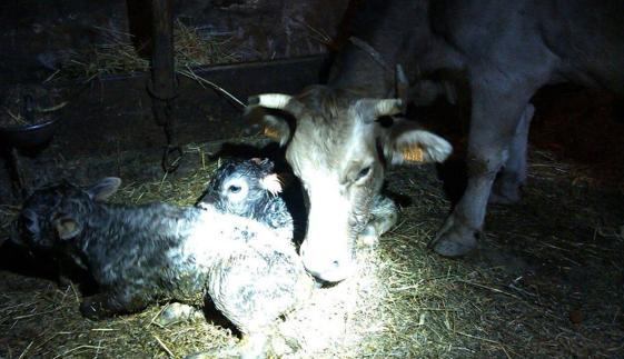 Una vaca alumbra dos crías mellizas en Bejes