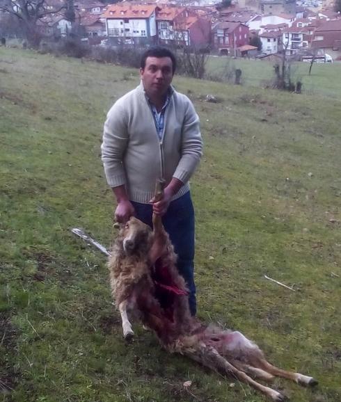 El ganadero muestra uno de los animales atacados. 