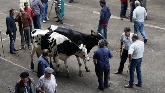 Los ganaderos cántabros van a recibir el pago de las subvenciones dos meses antes que el año pasado. 