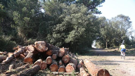 Tala de árboles en el bosque de Loredo