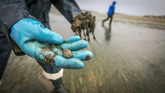 Aprobado el plan de explotación de almeja de Santoña