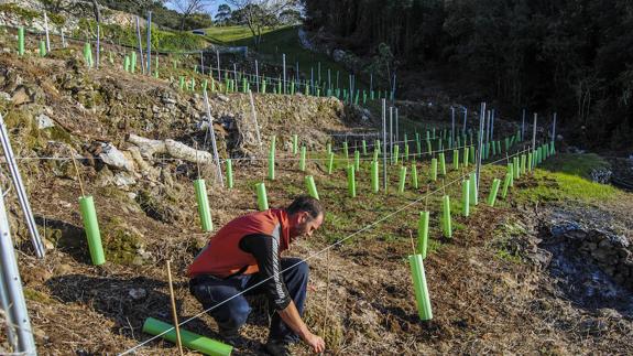 En el terreno elegido se han plantado 500 vides de godello que empezarán a brotar en los próximos meses