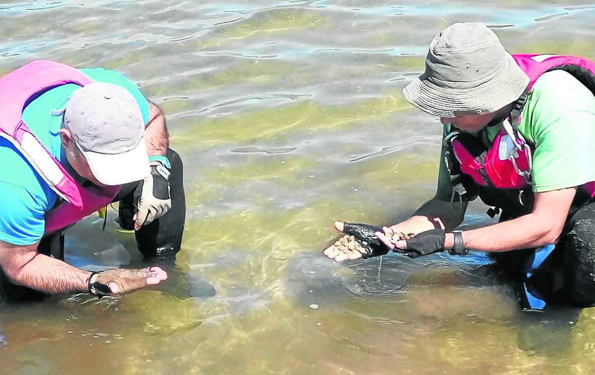 La presencia de almeja asiática ya se ha certificado en el embalse.