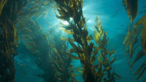 La única fuente de este mineral se encuentra en el agua del mar y en las algas. Es la gasolina del cuerpo producir hormonas tiroideas