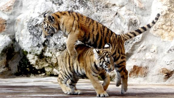 Dos tigres de Bengala se incorporan al Parque de la Naturaleza de Cabárceno