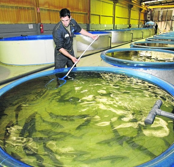 Peces criados en jaulas para su posterior venta. 