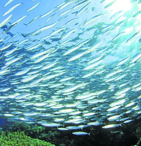 La sardina es el pescado azul por antonomasia en el país. :: dm